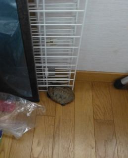 P1000309.jpg