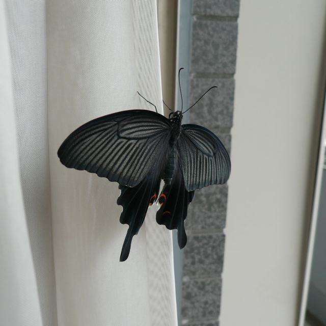 P1060575.jpg